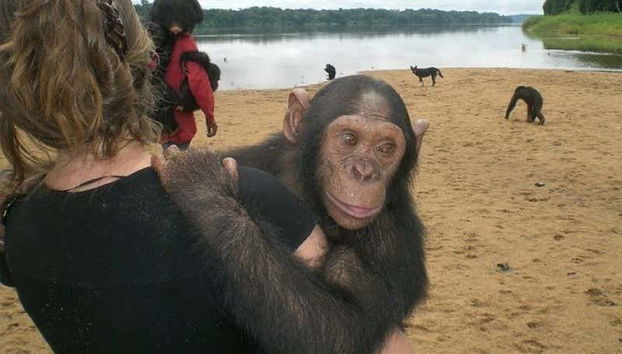 Serrez un chimpanzé dans vos bras