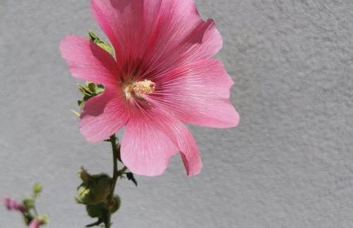 Maison rénovée avec grand jardin à Polignac - FR-1-582-351 - Foto 13