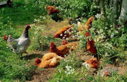 Crofts Mill - Foto 20