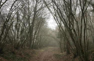 Le coteau de l'orme - Foto 47