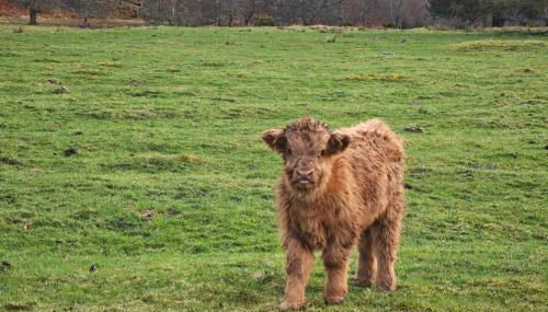 Juniper Hill, Loch Achilty - Foto 5
