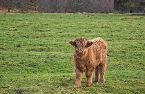 Juniper Hill, Loch Achilty - Foto 5