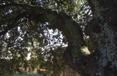 Mas Cal Sastre - Foto 57