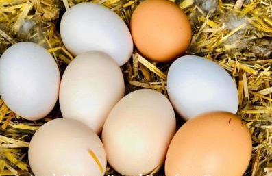 Quinta Pereirinha - A Private 3 Bedroom Home, Close to Hiking Traile w Ocean Views - Pico Island, Azores - Photo 16