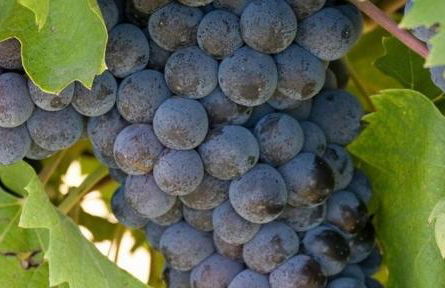 Villa Il Cigno - Photo 46