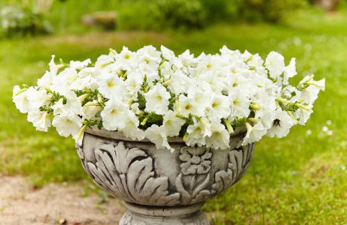 Stara Pastorówka - Foto 13