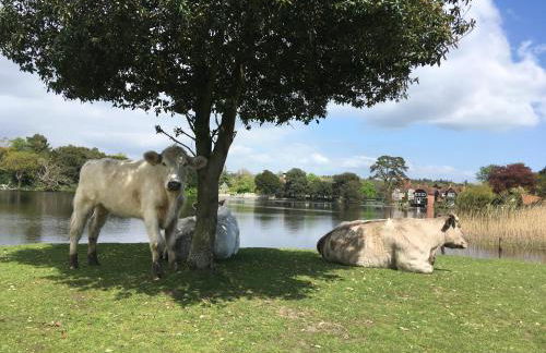 Stunning Rustic Home, New Forest National Park - Photo 52