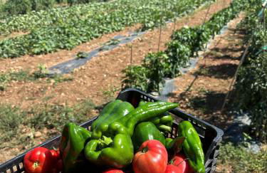 Agroturismo Rafal Rubí - Foto 57