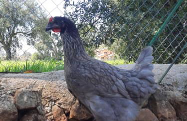 Agriturismo Country Casale Rufo - Foto 28