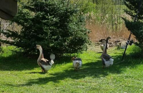 Wiejska Chata - Foto 42