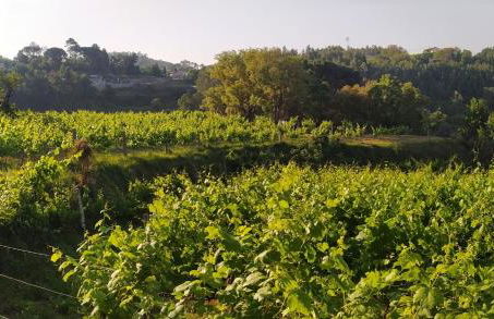 CASA DAS FONTELAS - Foto 36