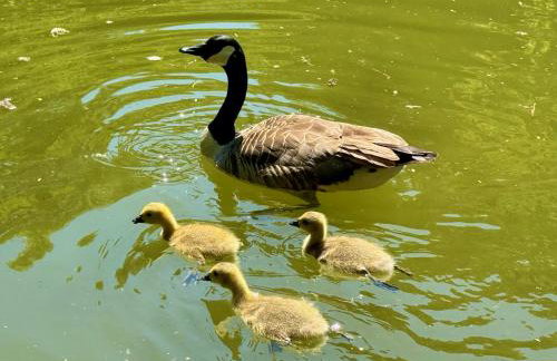 Sunridge Geodome with private Hot tub - Foto 41