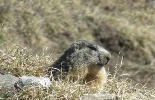 Résidence Les Alpages 4 étoiles - Appartement 4 personnes - Piscine, Hammam, Sauna, Jacuzzi - ValCenis 73480 - Foto 13