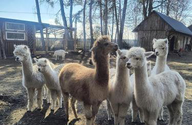Gospodarstwo agroturystyczne alpaki Pituchówka - Foto 20