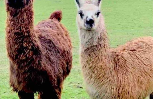 Cute and Cosy Shepard hut With Wood Fuel hot tub - Foto 11