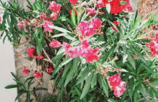 Sunblaze Studios1 Spetses - Foto 35