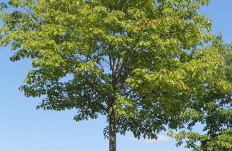 Ferienwohnung Pölzl - Photo 17