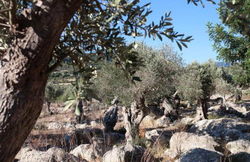 Ca's Garriguer Agroturismo - Foto 29