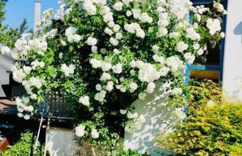 Anette's nettes Dachjuchhe - Foto 24