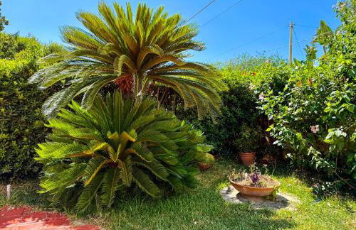 villa corallo - Foto 11