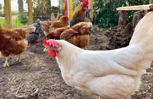 Elas's Hof - 7Ost - Foto 19