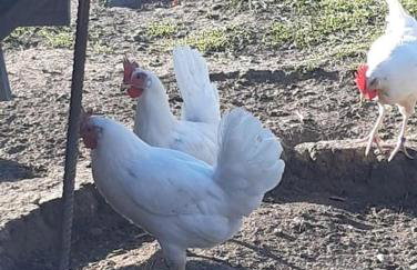 Apartment Moosblick zwischen Bergen und See - Foto 12