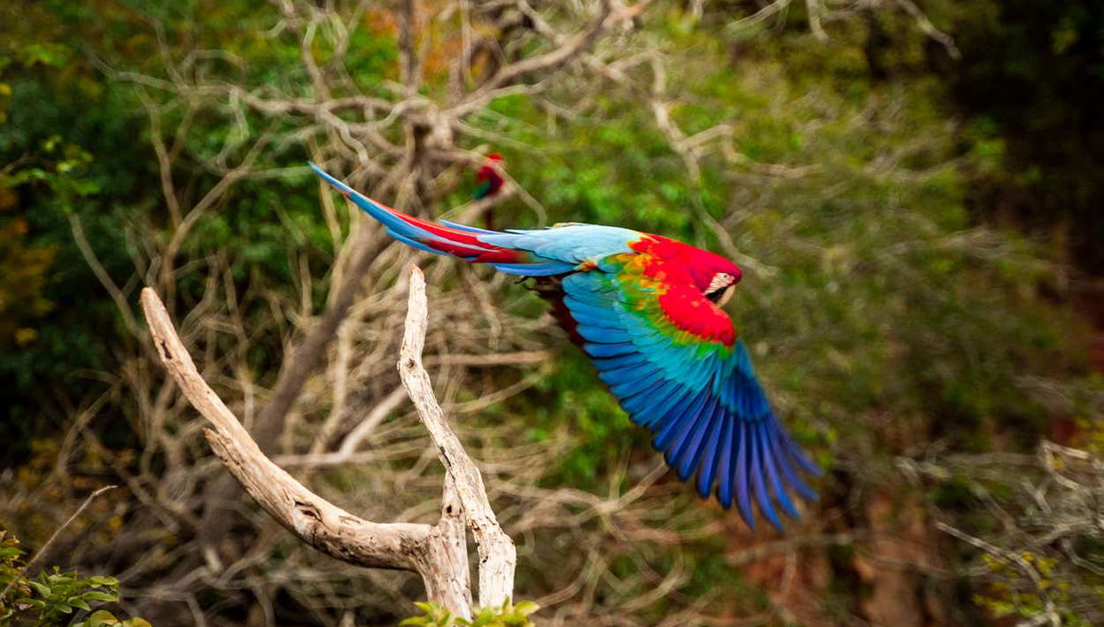 Papagayos survolant le Buraco das Araras