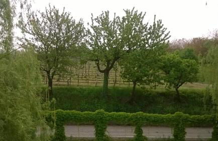 Agriturismo Cascina Barin - Foto 12