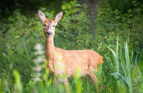 Hogchester Cottage - Photo 22
