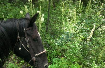 Silvertip Trailhead 2 - Foto 36