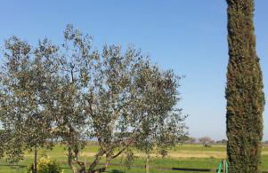 Bio Agriturismo Le Giunchiglie - Foto 24