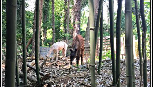 Cozy Alpaca Tree House Rental in the Bamboo Forest in Atlanta, Georgia - Foto 4