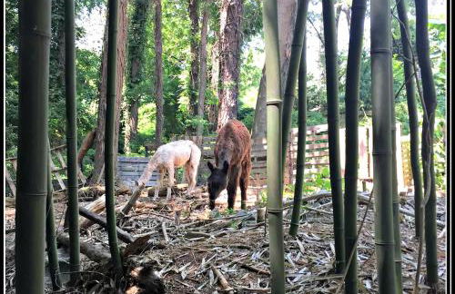 Cozy Alpaca Tree House Rental in the Bamboo Forest in Atlanta, Georgia - Foto 4