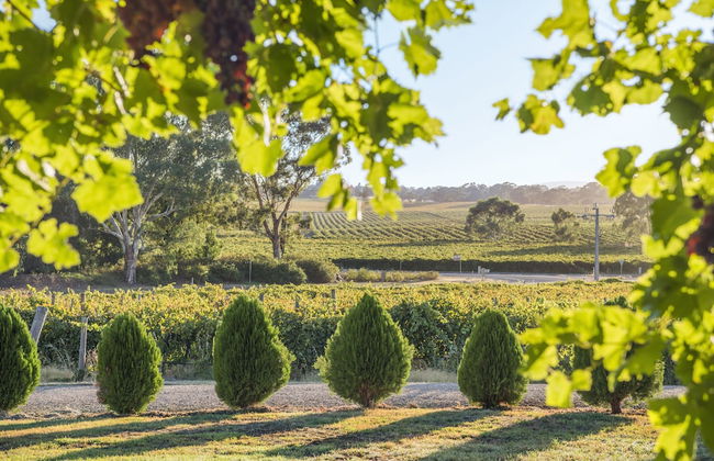 Barossa Shiraz Estate - Photo 52