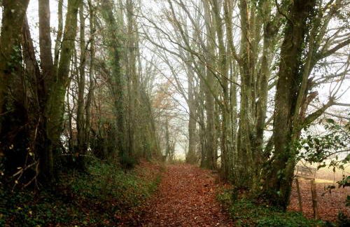 Manoir du Bois Joly - Gîte du Fournil - Foto 52