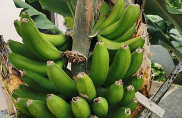 Casa Atlantico tropischer Seitenflügel - Photo 20