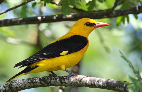 Drewniany dom w brzozowisku - Foto 77