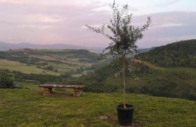 Torre Del Melograno With Heated Pool - Photo 102