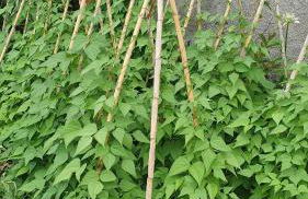 Villa Brava Atlântico - Foto 58