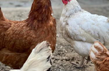 Chez Hélène 3 étoiles, labellisé disabled PMR,pour 4 personnes chiens bienvenus-pet friendly - Foto 40