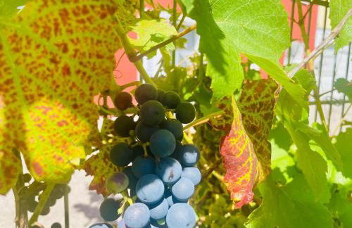 Ride & Rest, Budget, Waschmaschine, Wohnzimmer, Küche, Radlgarage - Foto 27