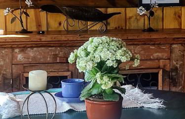 Na'raucária - Foto 22