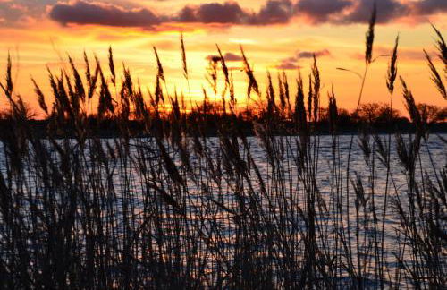 Reetferienhaus - Schaprode Hafen - Foto 34