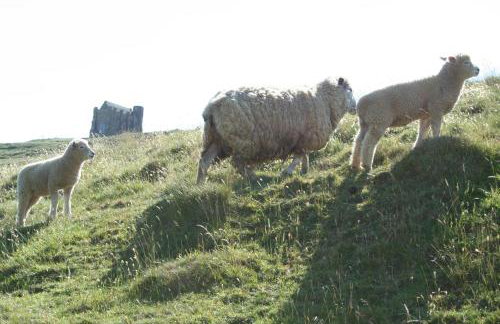 The Cottage Abbotsbury - Foto 26