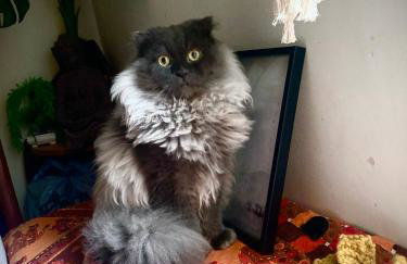 Amazing Riverside Boheme Home in SW London! - Foto 6