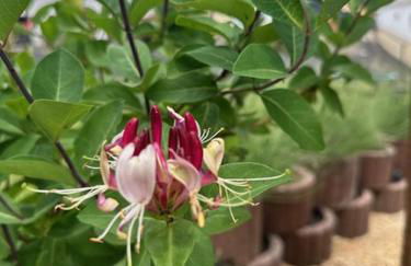 Ferienwohnung Panorama Oberkirn - Foto 43