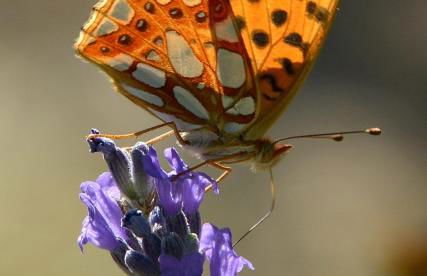 Villa Costa piccola with private pool in Umbria - Foto 26