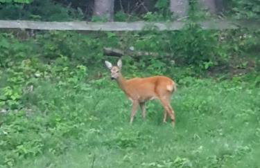 Starry Laz mountain house - Foto 38