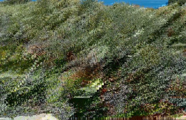 Nina Residence - Foto 36