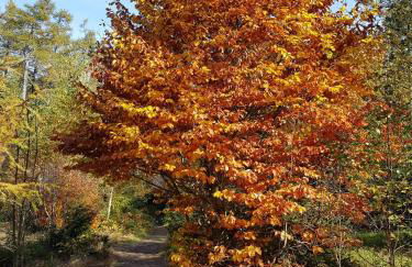 Traumhafte Wohnung im Herzen von Zwiesel mit Garten - Foto 21